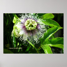 Monster Flower - California Gardens Poster