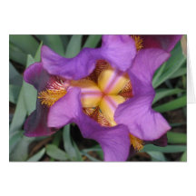 Montclair Iris Card