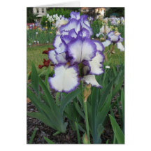 Montclair Iris Cards
