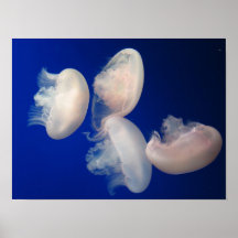 Moon Jellies Posters