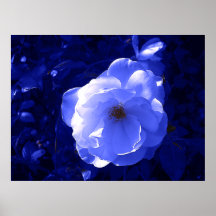 moon rose posters