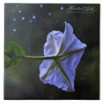 Moonflower tiles