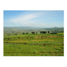 Mooo! Post Card