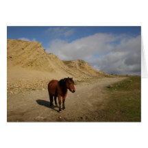 Moorland Pony Greeting Card