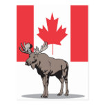 Moose Canada Post Card