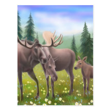 Moose in a Northern Forest Postcard