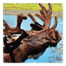 Moose Invitation