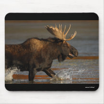 moose mousepad