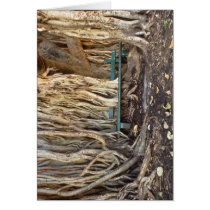 Moreton Bay Fig Growing Through Bench Greeting Card