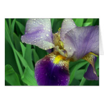 "Morning Dew" Greeting Cards