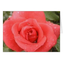 Morning Dew IV Greeting Card