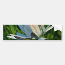 Morning Dew On Flower Bumper Sticker