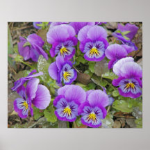 Morning Dew on Pansies Print
