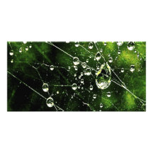 Morning Dew Photo Cards