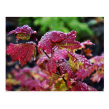 Morning Dew Postcard