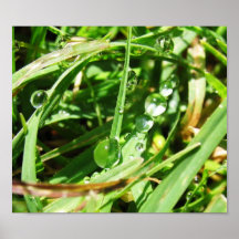 Morning Dew Poster