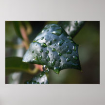 Morning Dew Poster