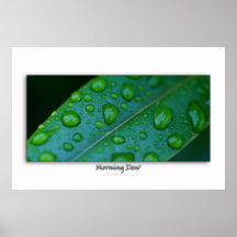 Morning Dew - Poster Print