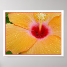 morning dew posters