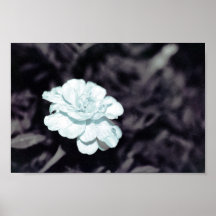 Morning Dew Posters