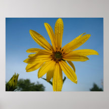Morning Flower Posters