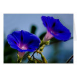 Morning Glory and meaning Greeting Cards