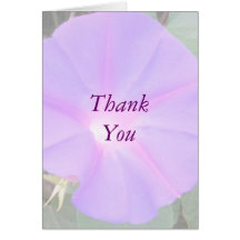 Morning Glory Cards