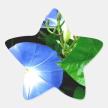 Morning Glory Heavenly Glue Sticker