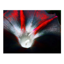 Morning Glory in red and black Post Cards