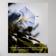 morning glory with Walt Whitman Qoute Posters