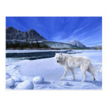 Morning Patrol white wolf river postcard