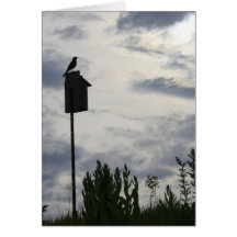 Morning Robin Greeting Cards