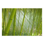Morning sunlight filtering through bamboo photograph