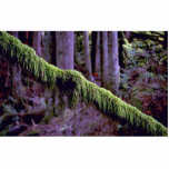 Moss in forest light, Washington State, U.S.A. fro Cut Outs