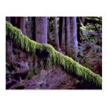 Moss in forest light, Washington State, U.S.A. fro Post Cards