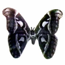 Moth Black Pin The MUSEUM Zazzle Gifts Photo Cut Out