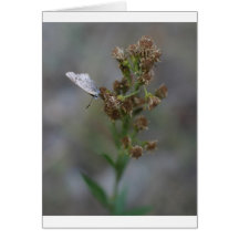 Moth Cards