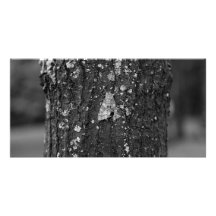 Moth Photo Card Template