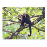 Mother and Baby Monkey Postcard