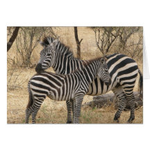 Mother and Baby Zebra  Greeting Card
