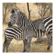 Mother and Baby Zebra  Invitations