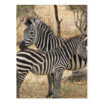 Mother and Baby Zebra  Postcard