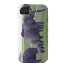 Mother and Calf Elephant Case Mate iPhone 4 Cases