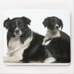 Mother border collie and puppy mousepad
