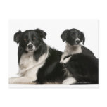 Mother border collie and puppy post card