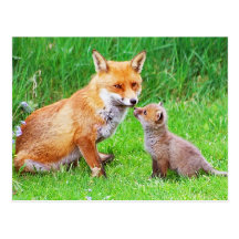 Mother fox and cub post cards