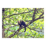 Mother Monkey and Baby in Jungle Announcement