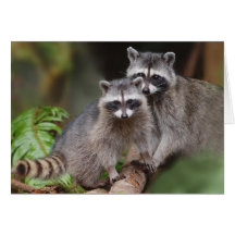 Mother Racoon with Youngster (Procyon lotor ) Greeting Card