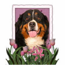 Mothers Day - Pink Tulips - Bernese Mountain Dog Cut Out
