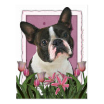 Mothers Day - Pink Tulips - Boston Terrier Post Cards